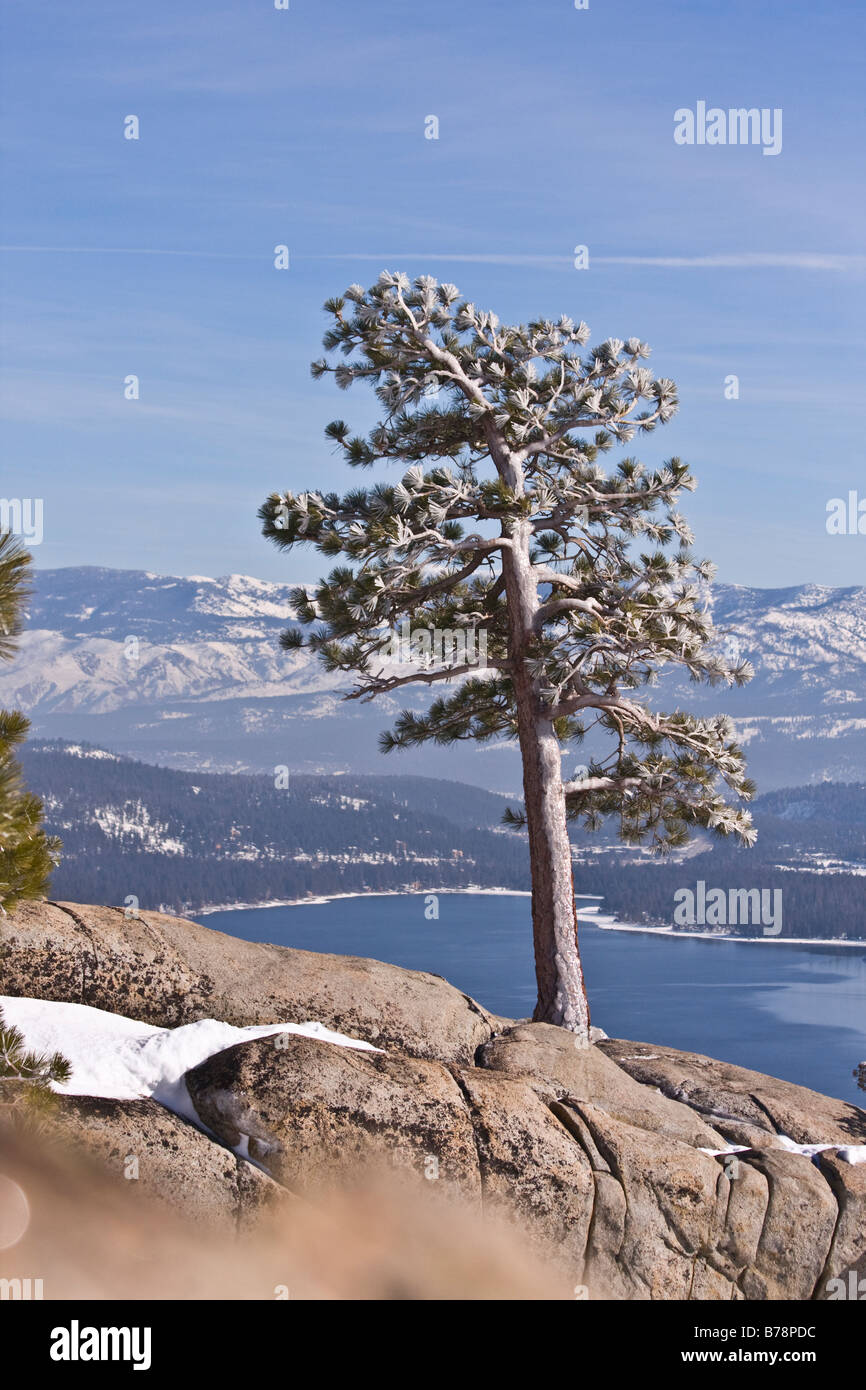 Un pin recouvert de glace sur un belvédère au-dessus du lac Donner Californie en hiver Banque D'Images