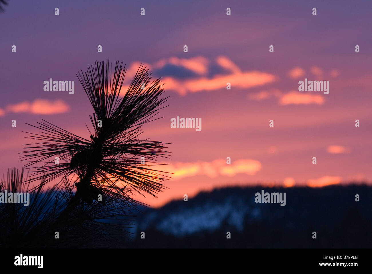 Une silhouette d'un pin au lever du soleil au-dessus d'un lac brumeux Donner en Californie Banque D'Images