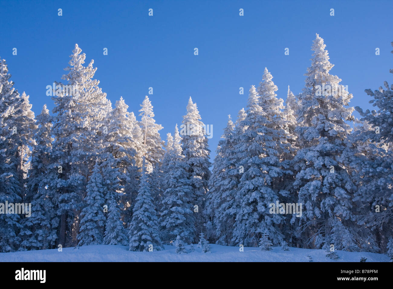 La neige a couvert des pins sur un matin d'hiver Banque D'Images