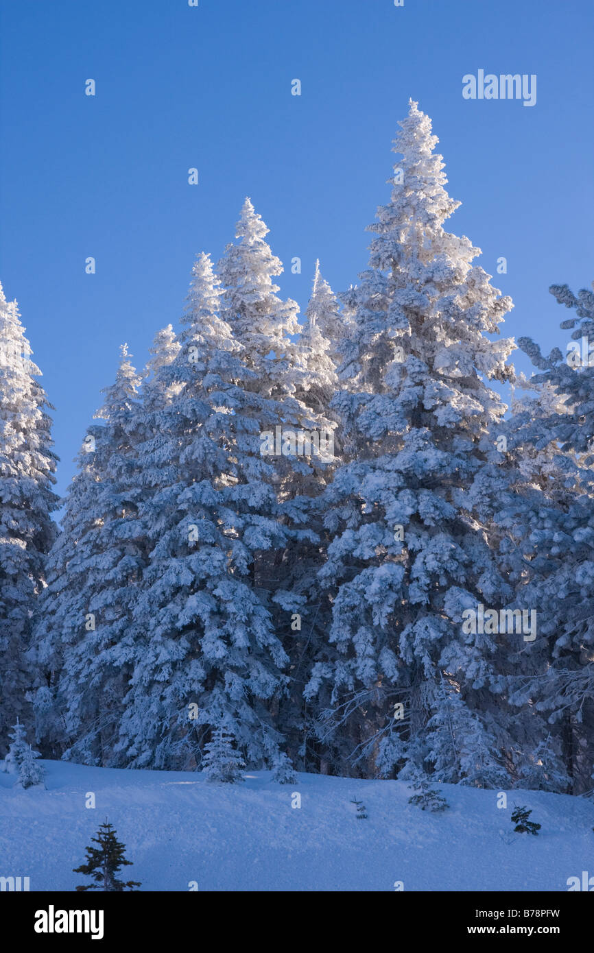 La neige a couvert des pins sur un matin d'hiver Banque D'Images