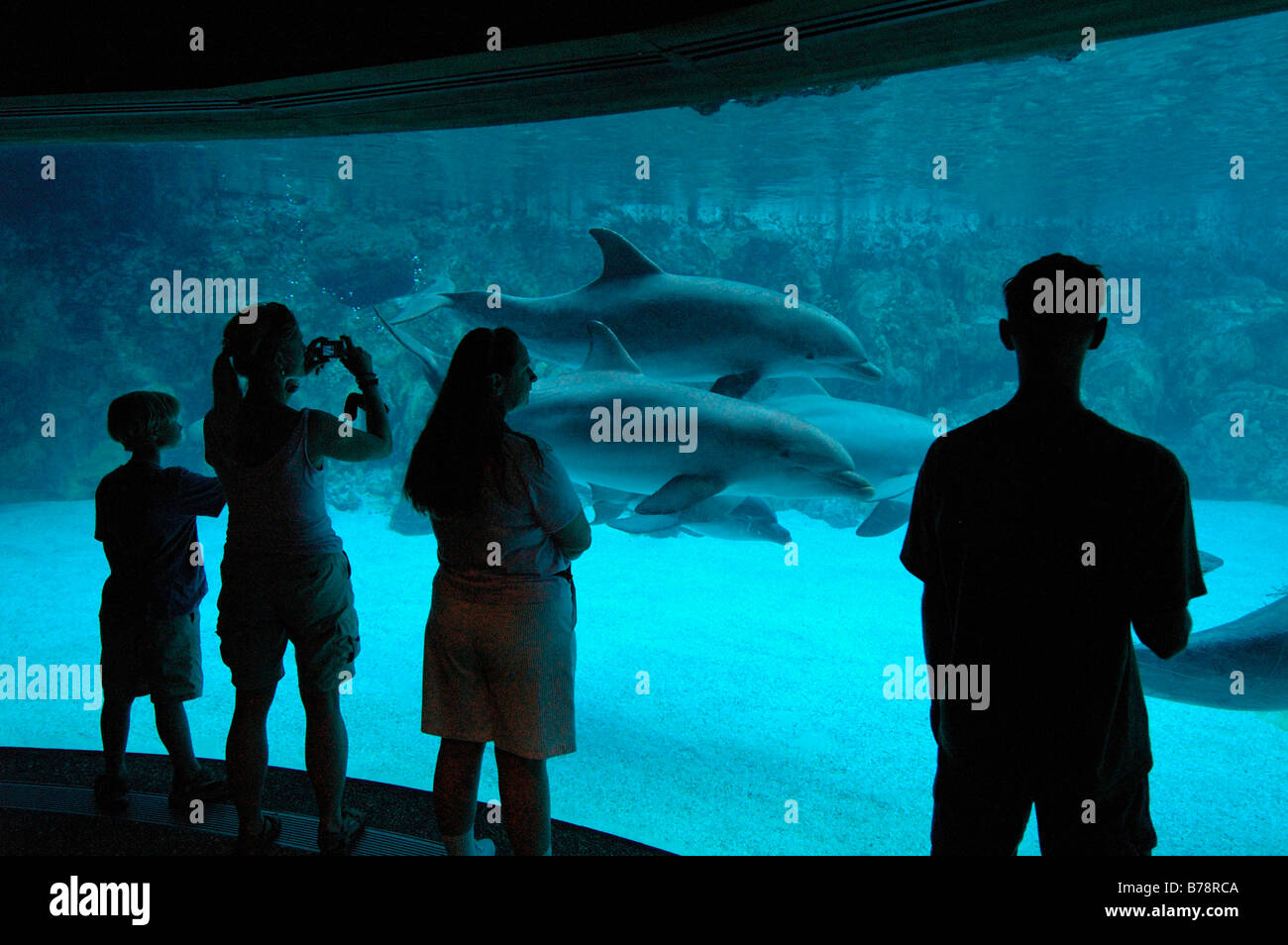 Les dauphins, SeaWorld Adventure Park, Orlando, Floride, USA, Amérique du Nord Banque D'Images