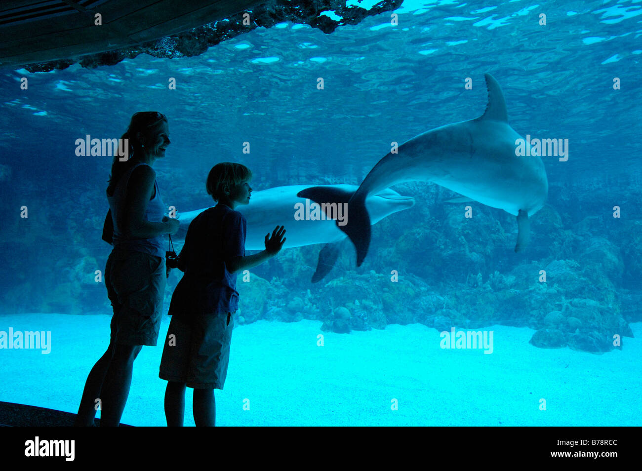 Dolphines, SeaWorld Adventure Park, Orlando, Floride, USA, Amérique du Nord Banque D'Images