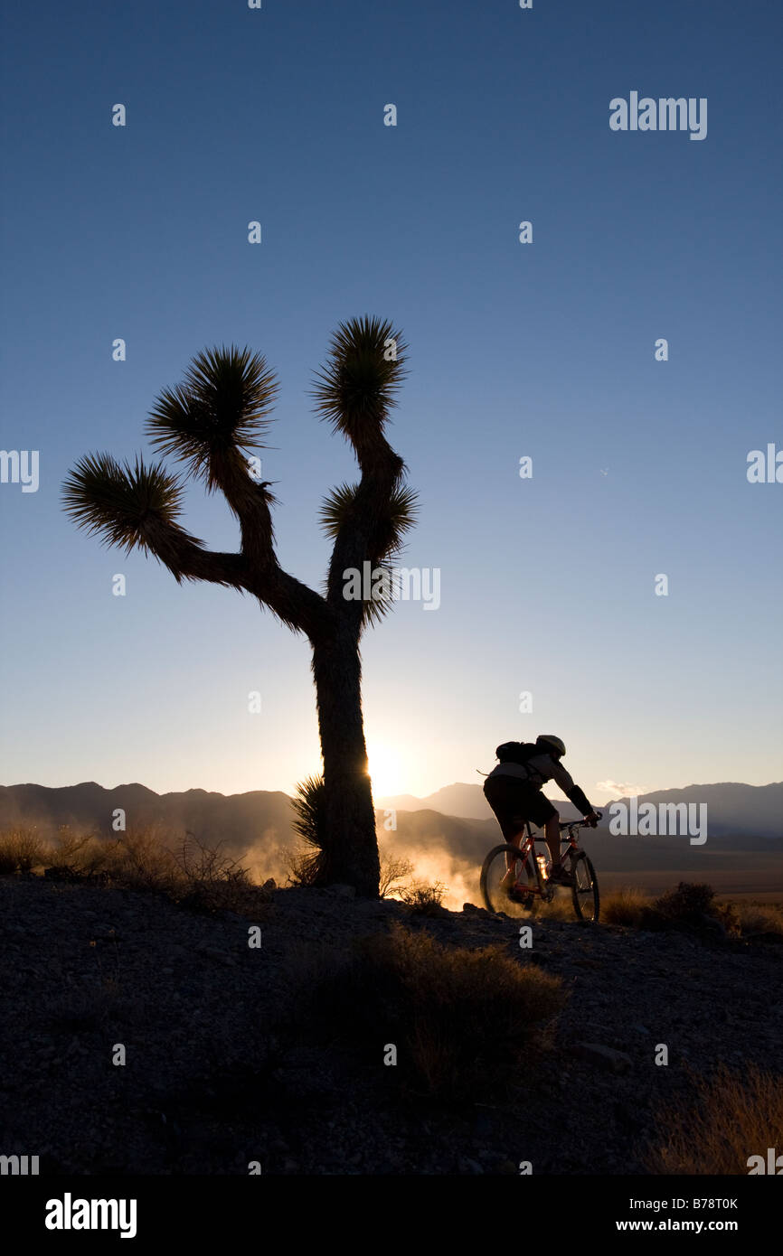 La silhouette d'un motard par un Joshua Tree au coucher du soleil près de Lone Pine en Californie Banque D'Images