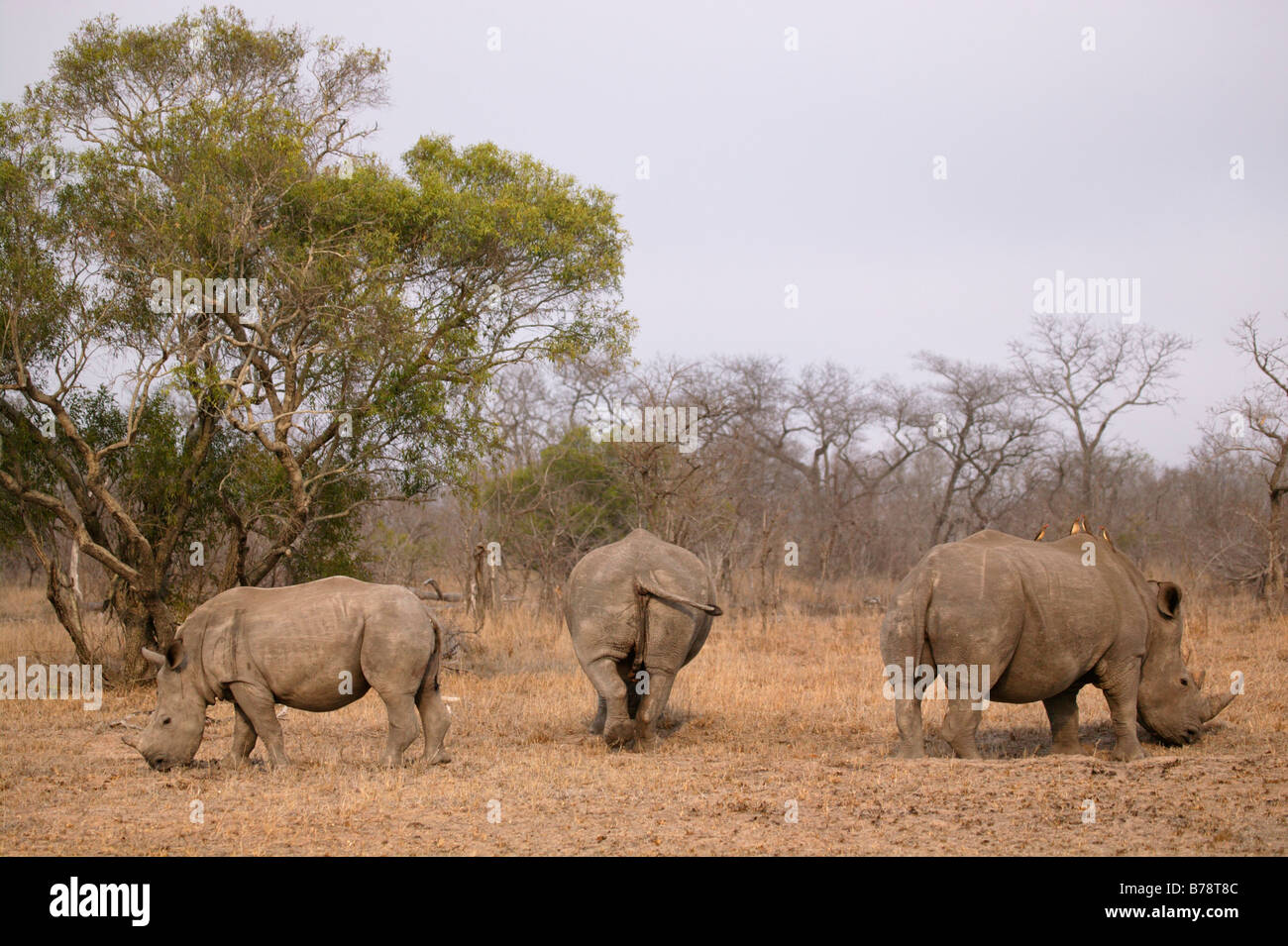 Trois rhinocéros blanc le pâturage Banque D'Images