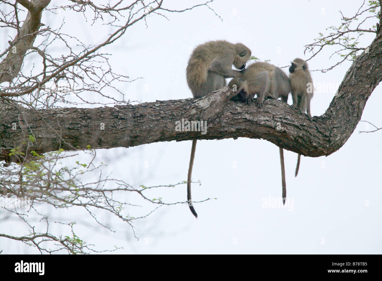 Les singes vervet assis sur une branche le toilettage avec un bébé à la recherche sur Banque D'Images