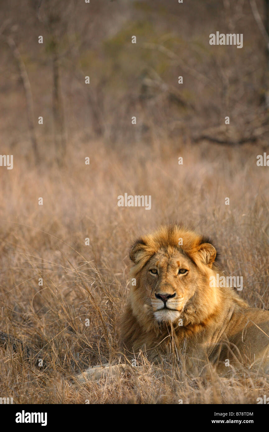 Homme lion reposant en veld sec Banque D'Images