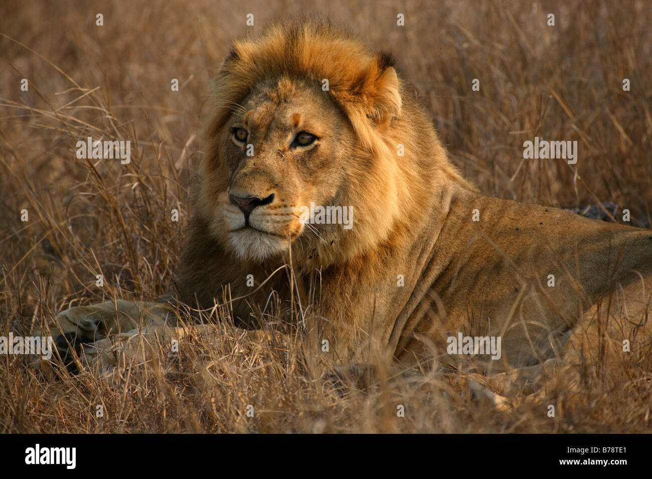 Lion couché dans l'herbe se reposant Banque D'Images