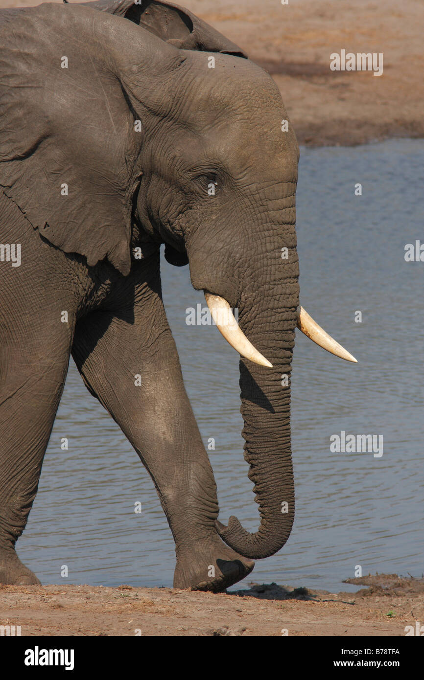 La marche de l'éléphant sur le bord d'un étang Banque D'Images