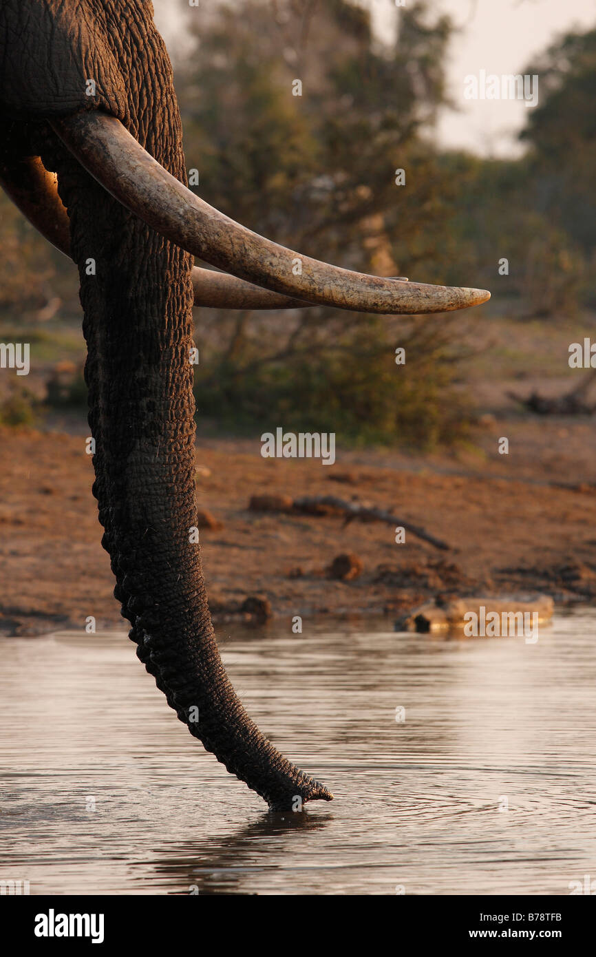 Près d'un éléphant du survol de l'eau de la surface d'un étang Banque D'Images