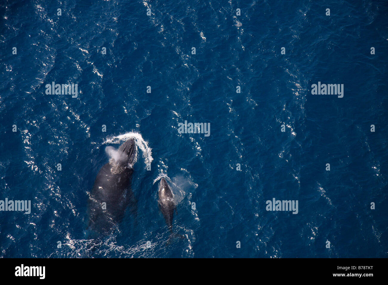 Vue aérienne d'une baleine à bosse soutenu et surfaçage de veau Banque D'Images