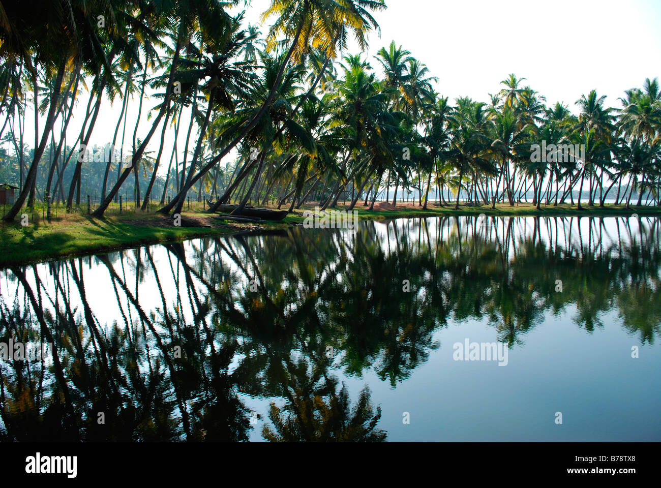 Cocotier la réflexion par keralabackwaters,Kerala, Inde Banque D'Images