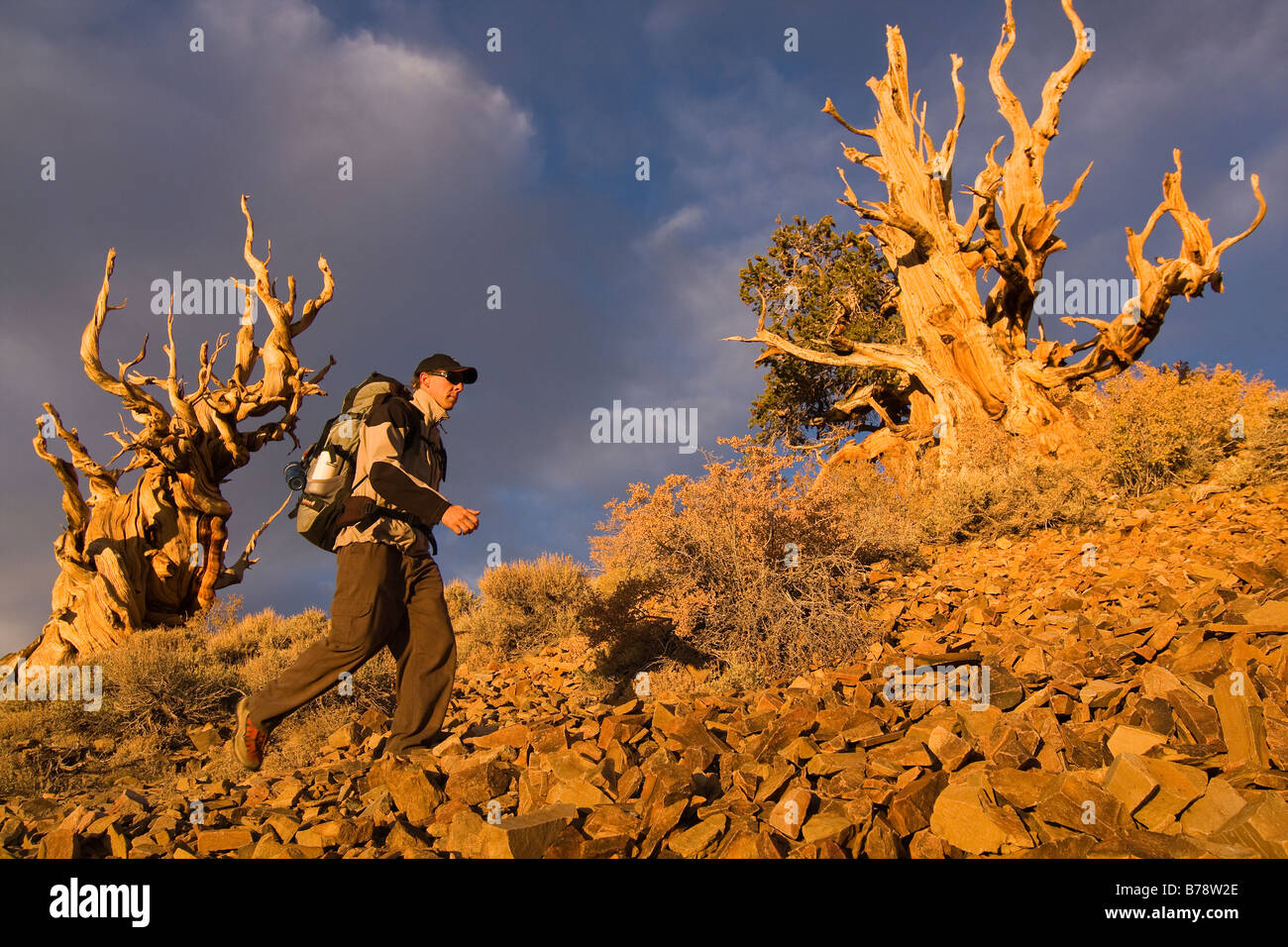 Un randonneur par un Bristlecone Pine Tree au coucher du soleil près de l'évêque en Californie Banque D'Images
