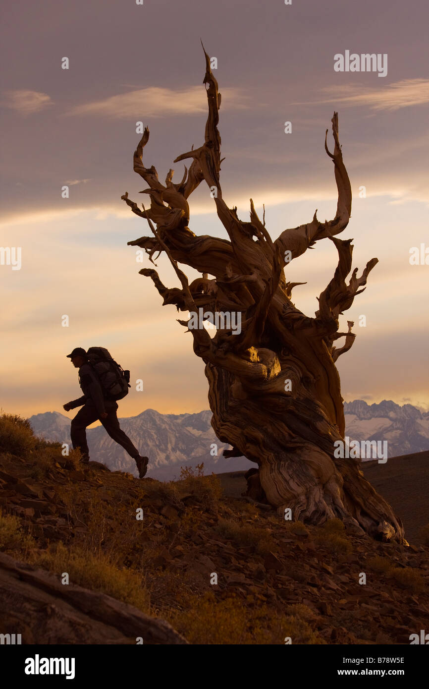 La silhouette d'un randonneur par un Bristlecone Pine Tree au coucher du soleil près de l'évêque en Californie Banque D'Images