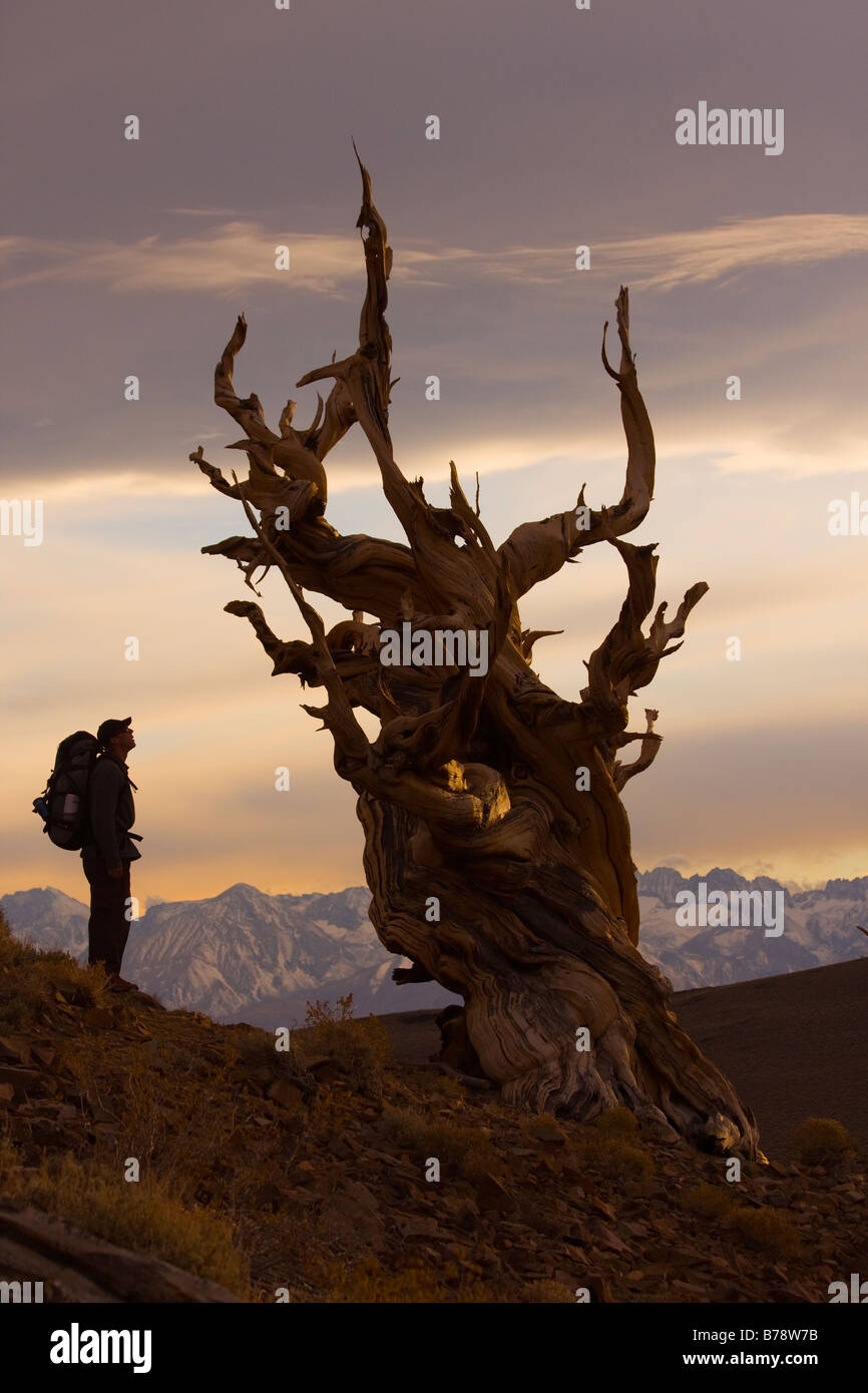 La silhouette d'un randonneur a Bristlecone Pine Tree au coucher du soleil près de l'évêque en Californie Banque D'Images