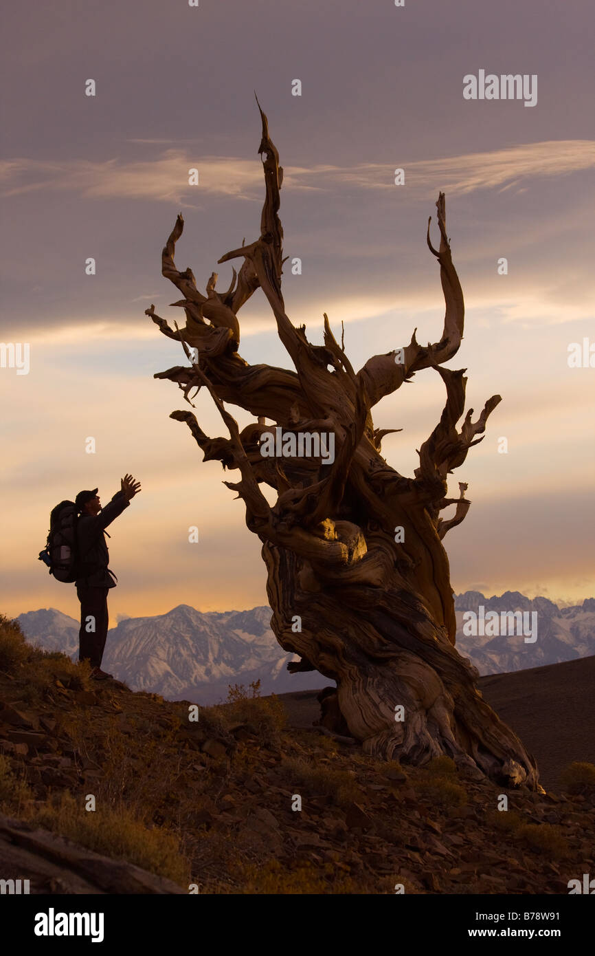 La silhouette d'un randonneur a Bristlecone Pine Tree au coucher du soleil près de l'évêque en Californie Banque D'Images