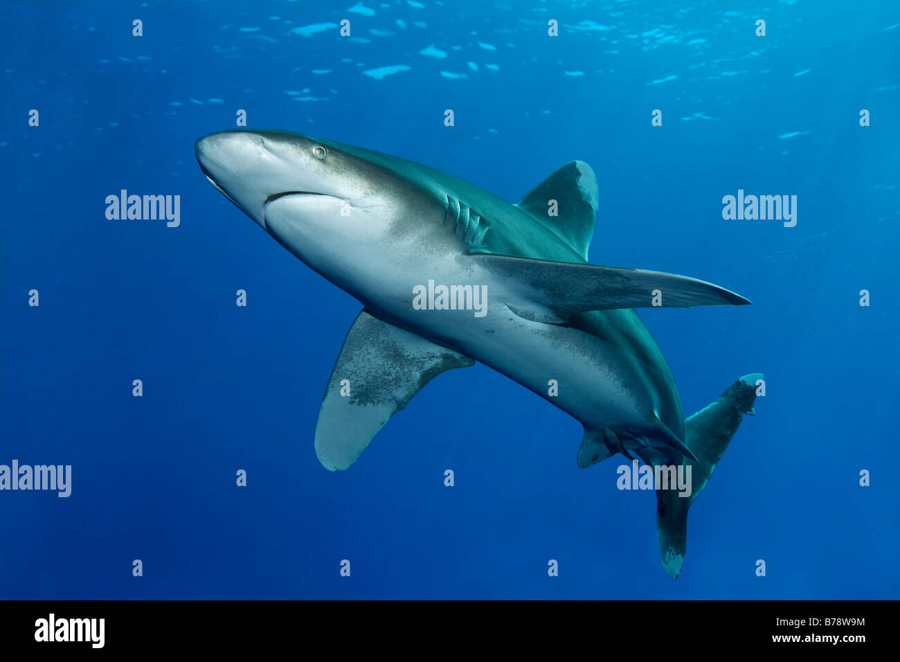 Requin océanique (Carcharhinus longimanus) dans l'eau bleue, Daedalus Reef, Hurghada, Red Sea, Egypt, Africa Banque D'Images
