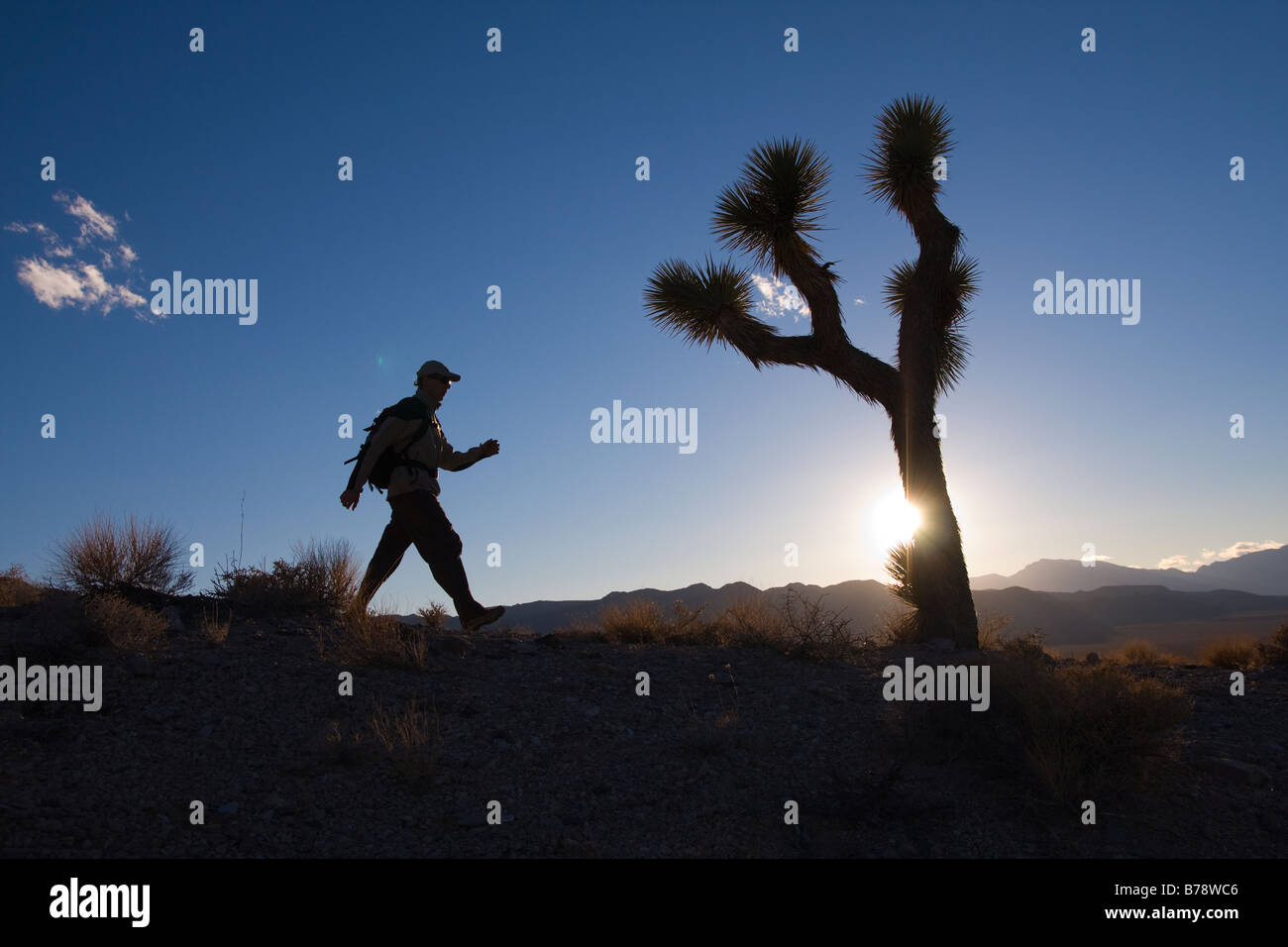 La silhouette d'un randonneur d'un Joshua Tree au coucher du soleil près de Lone Pine en Californie Banque D'Images