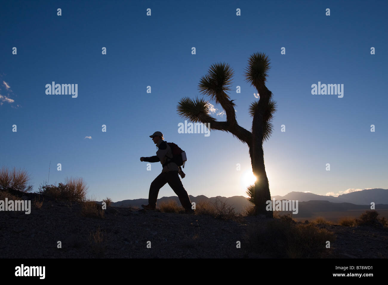 La silhouette d'un randonneur d'un Joshua Tree au coucher du soleil près de Lone Pine en Californie Banque D'Images