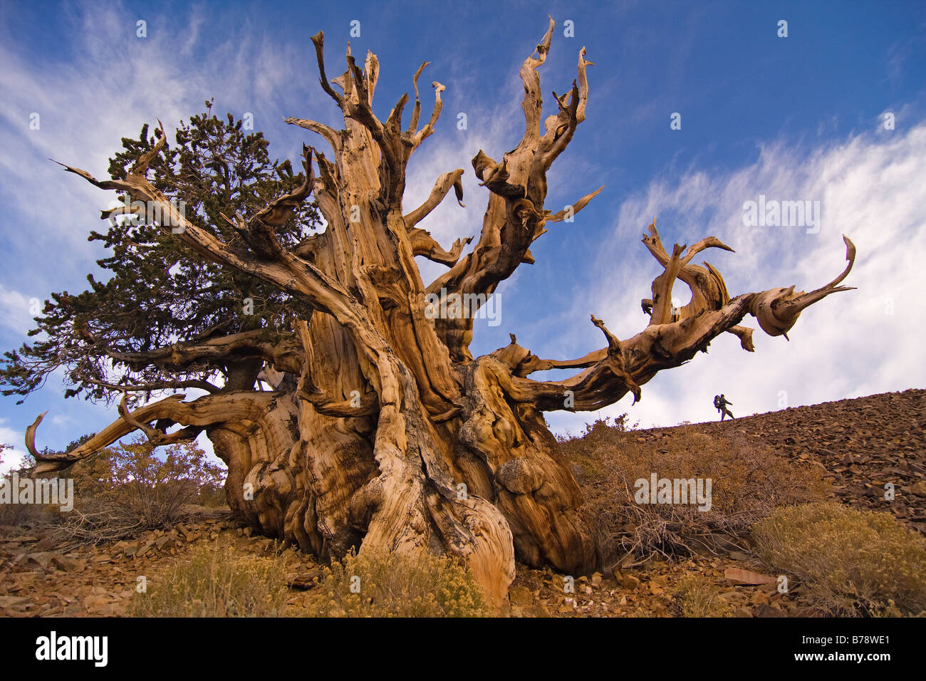 Un randonneur par un Bristlecone Pine Tree au coucher du soleil près de l'évêque en Californie Banque D'Images