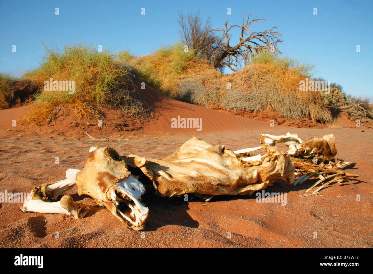 Gemsbok (Oryx) Squelette couché au pied d'une dune de sable Banque D'Images