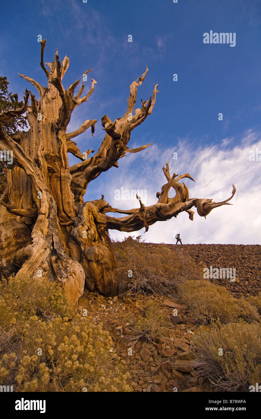 Un randonneur par un Bristlecone Pine Tree au coucher du soleil près de l'évêque en Californie Banque D'Images