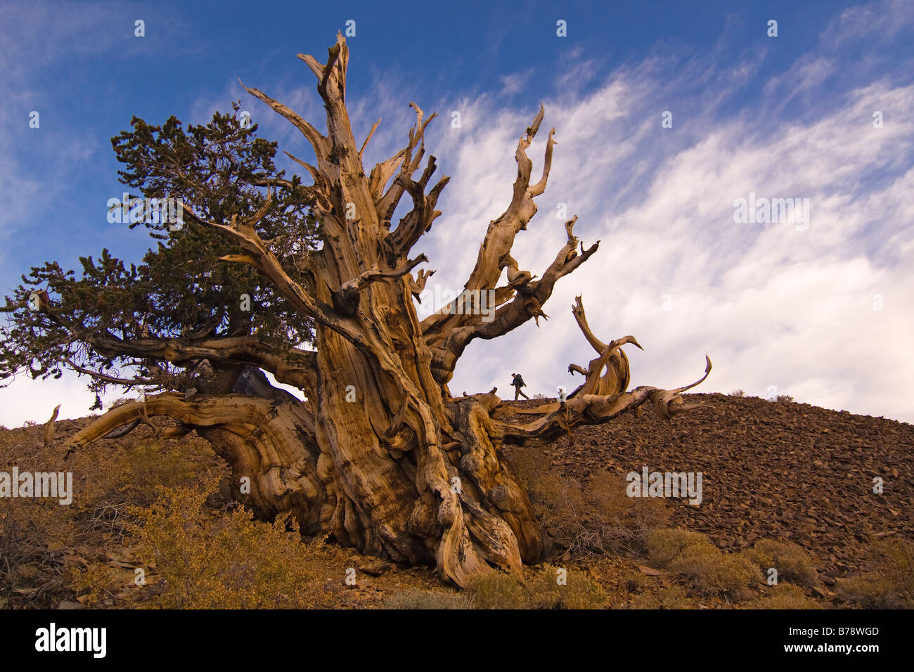 Un randonneur par un Bristlecone Pine Tree au coucher du soleil près de l'évêque en Californie Banque D'Images