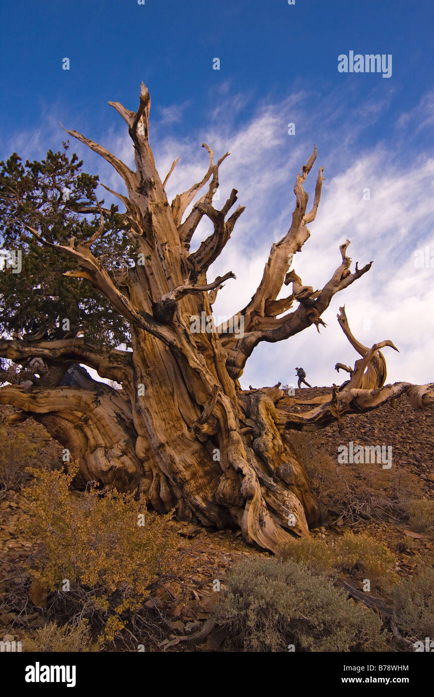 Un randonneur par un Bristlecone Pine Tree au coucher du soleil près de l'évêque en Californie Banque D'Images