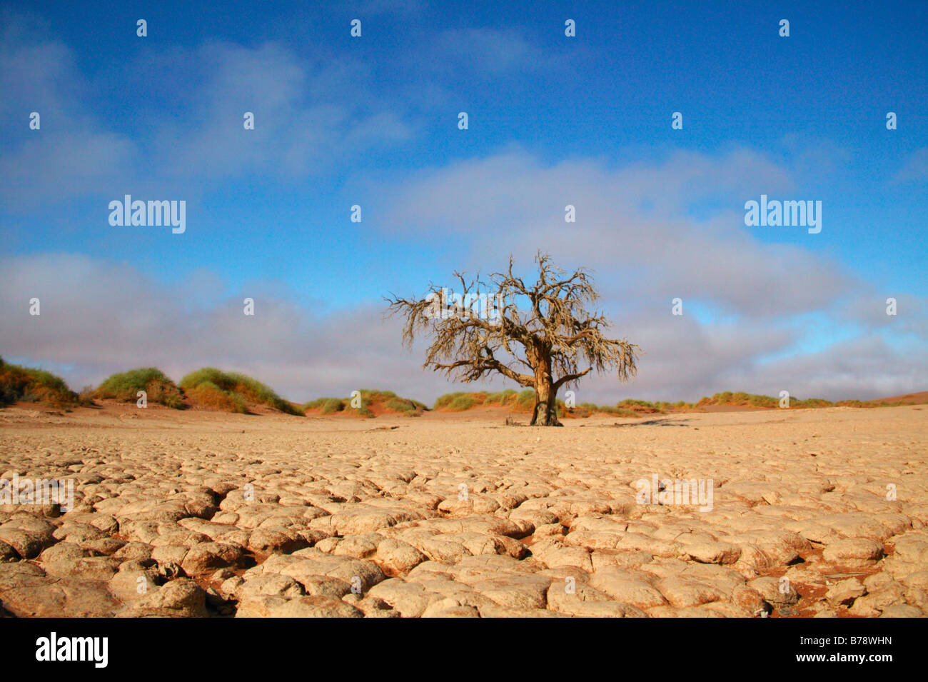 Cracked earth dans un endroit sec, pan de faible altitude sur la voie d'une camel Thorn Tree Banque D'Images