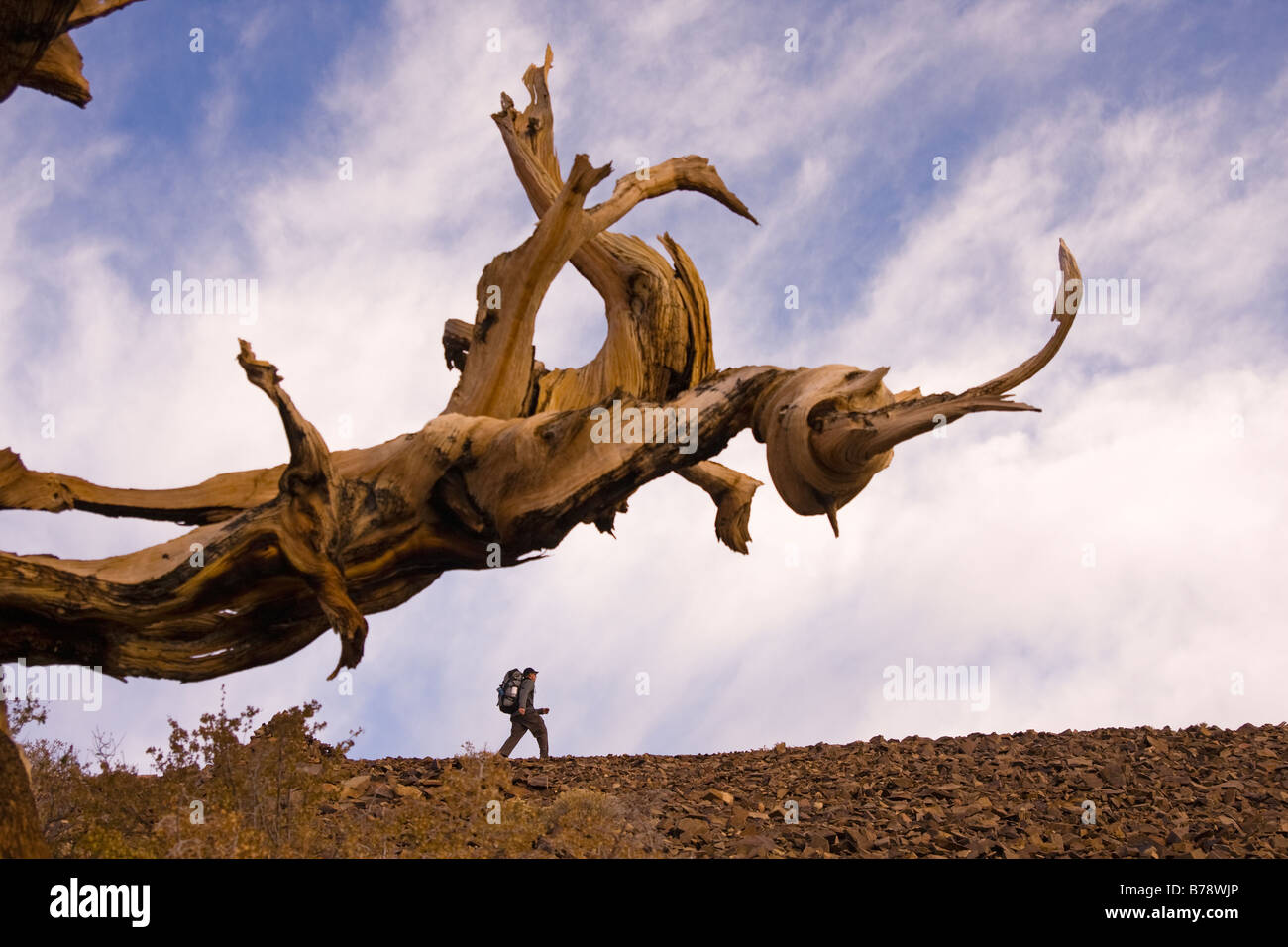 Un randonneur par un Bristlecone Pine Tree au coucher du soleil près de l'évêque en Californie Banque D'Images