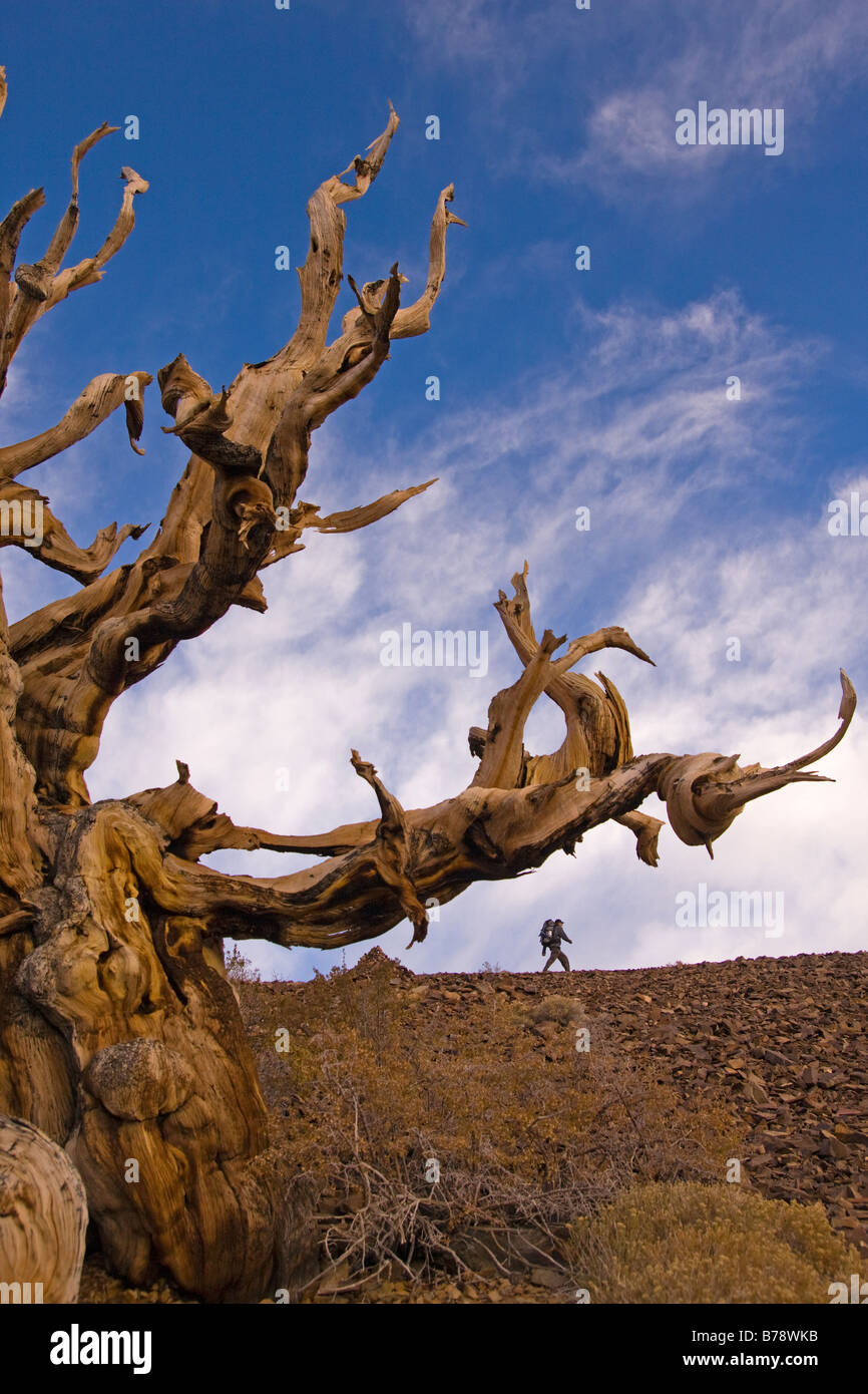 Un randonneur par un Bristlecone Pine Tree au coucher du soleil près de l'évêque en Californie Banque D'Images