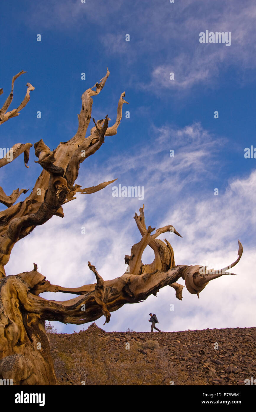 Un randonneur par un Bristlecone Pine Tree au coucher du soleil près de l'évêque en Californie Banque D'Images