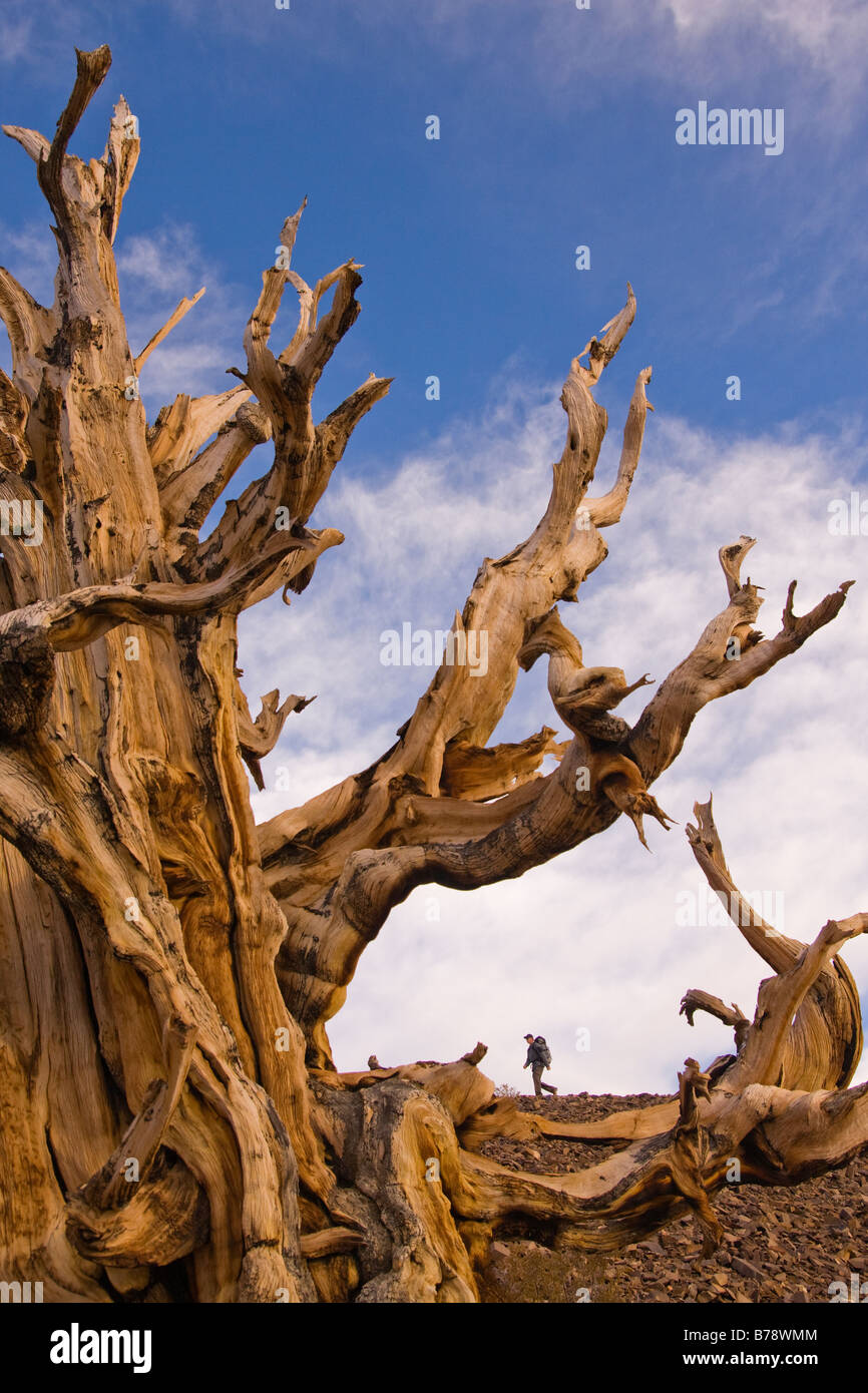 Un randonneur par un Bristlecone Pine Tree au coucher du soleil près de l'évêque en Californie Banque D'Images