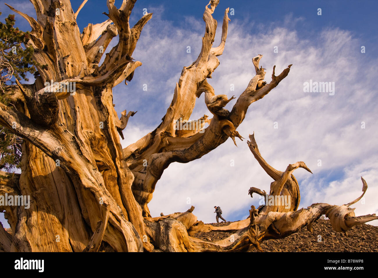 Un randonneur par un Bristlecone Pine Tree au coucher du soleil près de l'évêque en Californie Banque D'Images