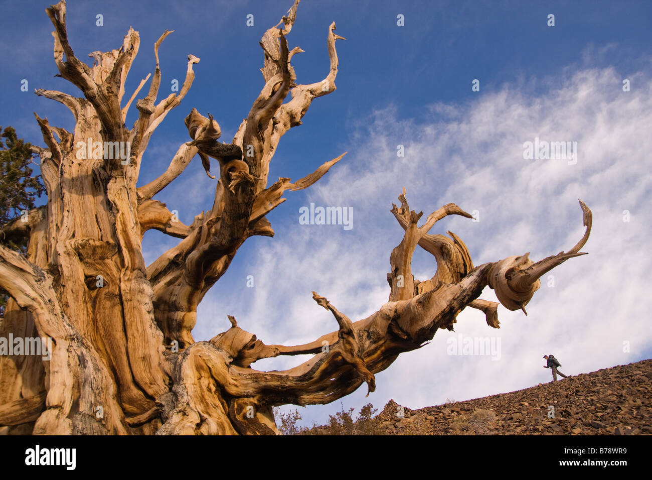 Un randonneur par un Bristlecone Pine Tree au coucher du soleil près de l'évêque en Californie Banque D'Images