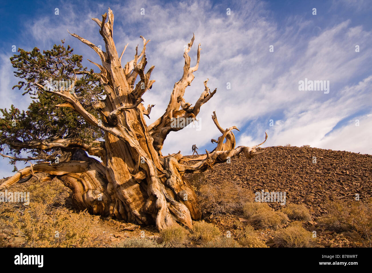 Un randonneur par un Bristlecone Pine Tree au coucher du soleil près de l'évêque en Californie Banque D'Images