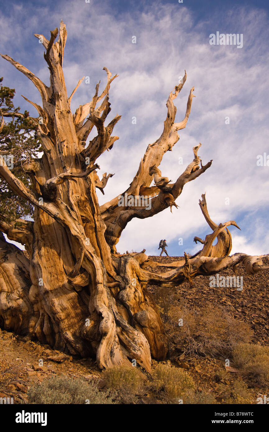 Un randonneur par un Bristlecone Pine Tree au coucher du soleil près de l'évêque en Californie Banque D'Images