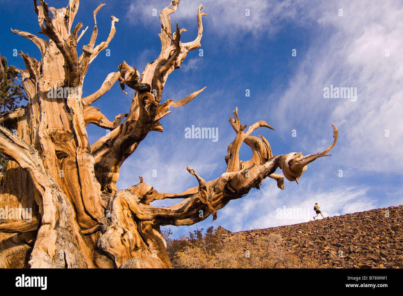 Un coureur par un Bristlecone Pine Tree au coucher du soleil près de l'évêque en Californie Banque D'Images