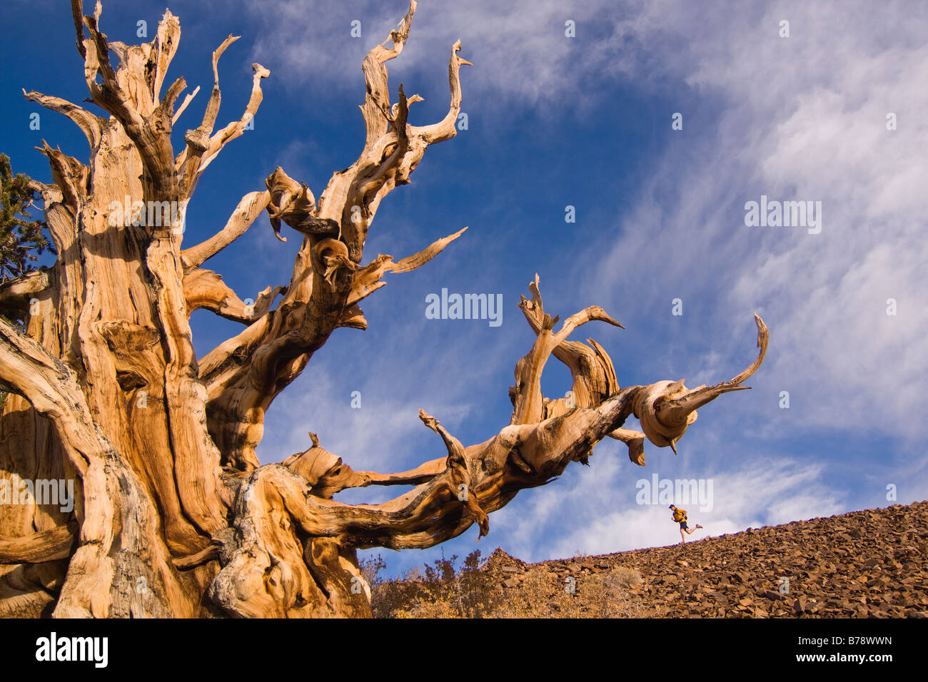 Un coureur par un Bristlecone Pine Tree au coucher du soleil près de l'évêque en Californie Banque D'Images