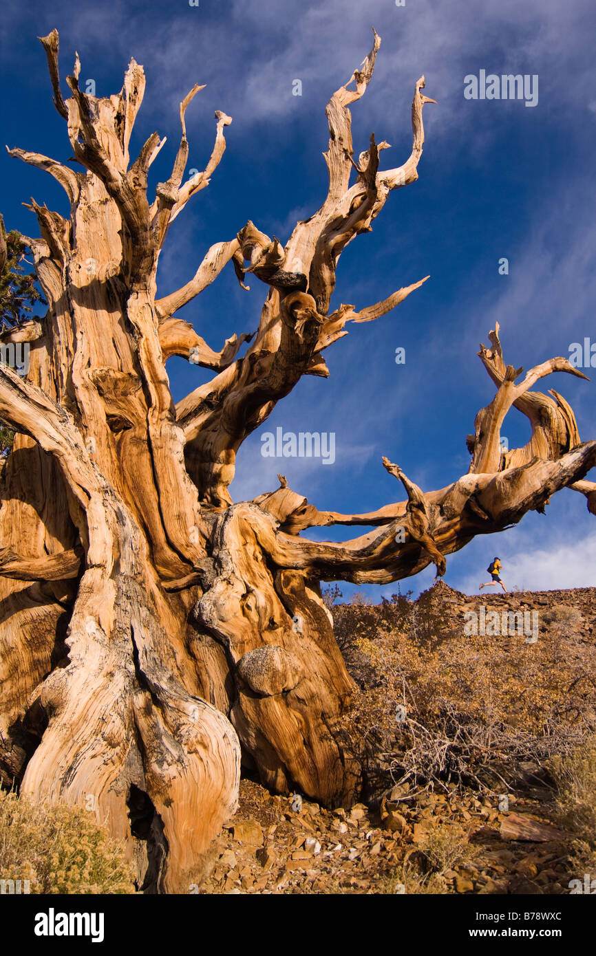 Un coureur par un Bristlecone Pine Tree au coucher du soleil près de l'évêque en Californie Banque D'Images