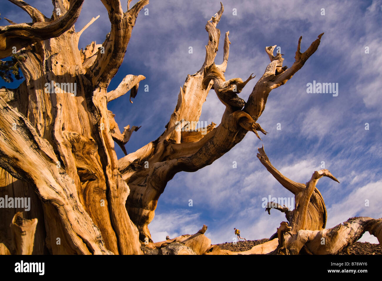 Un coureur par un Bristlecone Pine Tree au coucher du soleil près de l'évêque en Californie Banque D'Images