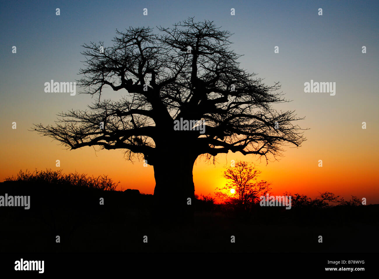 Un Baobab (Adansonia digitata) silhouette sur le coucher du soleil Banque D'Images