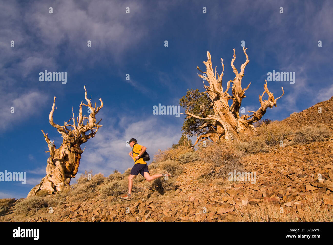 Un coureur par un Bristlecone Pine Tree au coucher du soleil près de l'évêque en Californie Banque D'Images