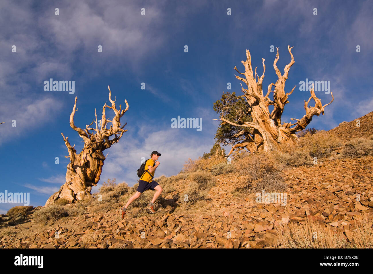 Un coureur par un Bristlecone Pine Tree au coucher du soleil près de l'évêque en Californie Banque D'Images