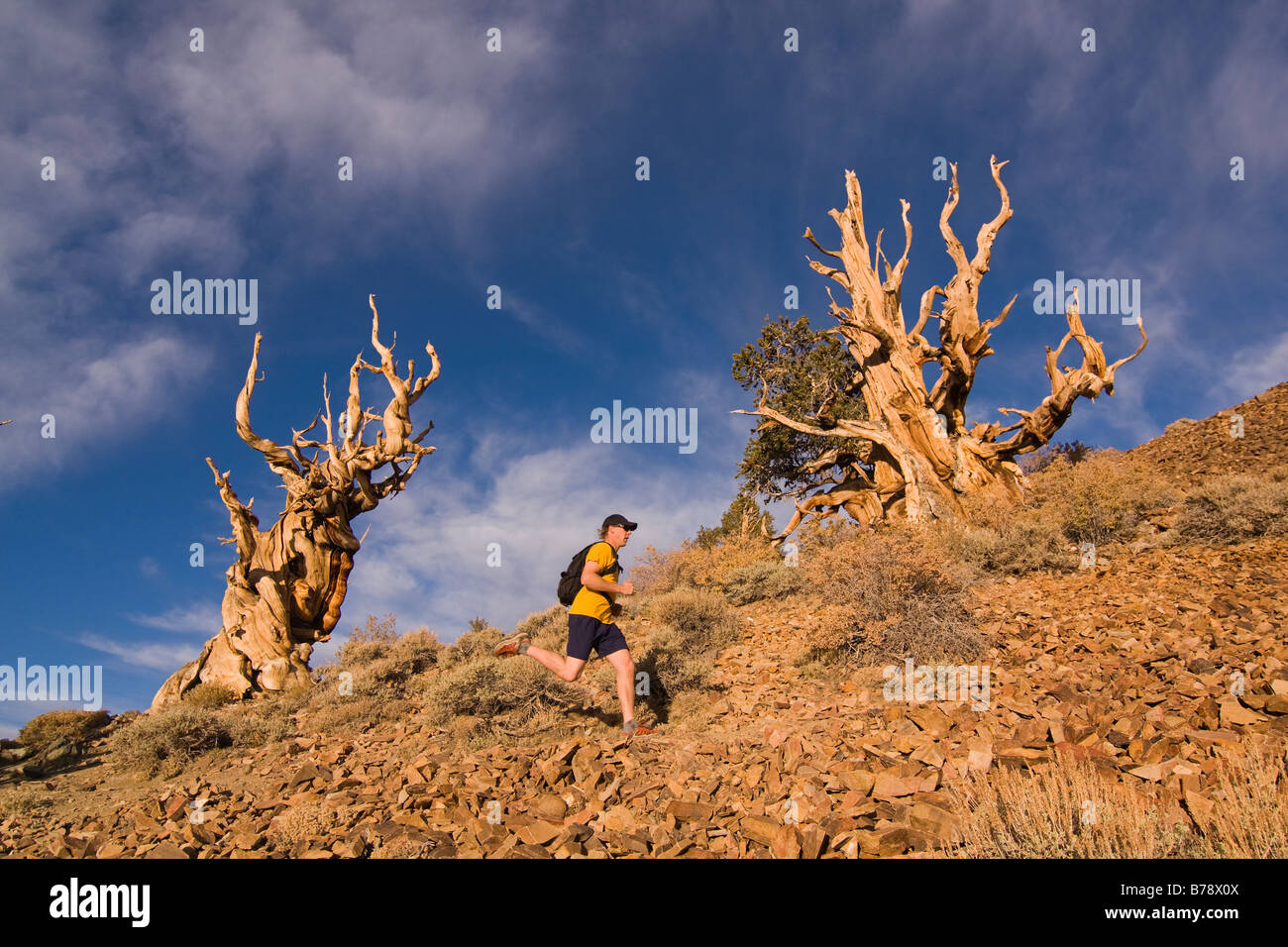 Un coureur par un Bristlecone Pine Tree au coucher du soleil près de l'évêque en Californie Banque D'Images