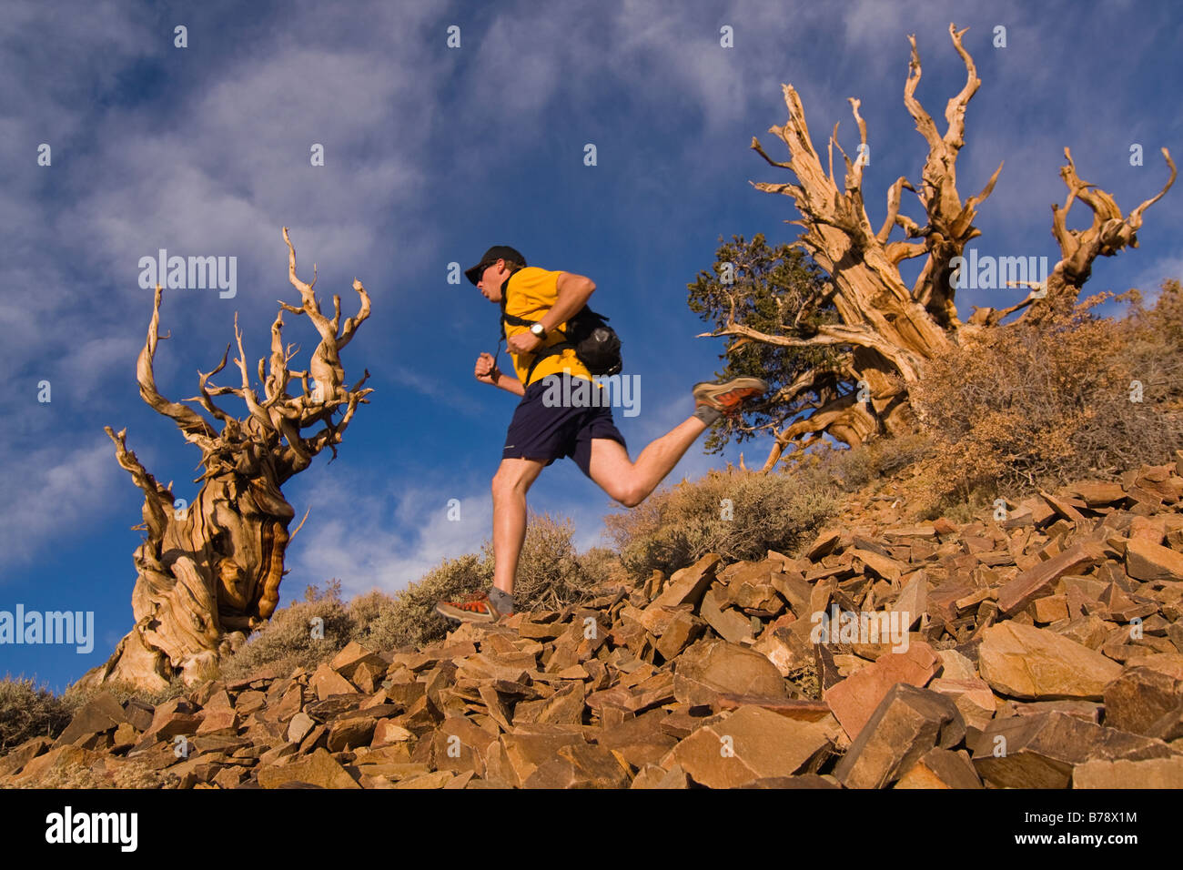 Un coureur par un Bristlecone Pine Tree au coucher du soleil près de l'évêque en Californie Banque D'Images