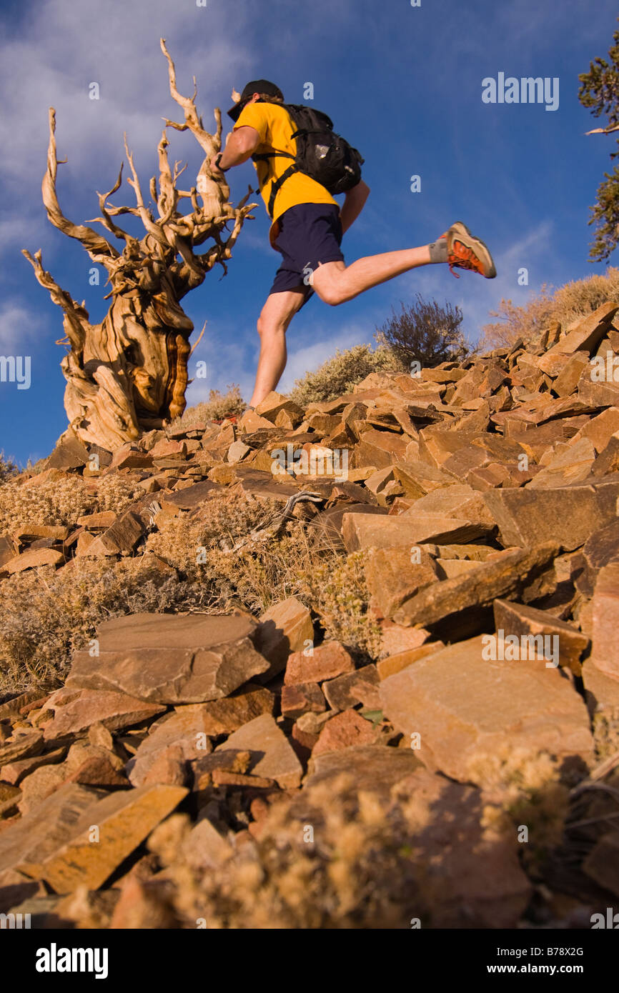 Un coureur par un Bristlecone Pine Tree au coucher du soleil près de l'évêque en Californie Banque D'Images