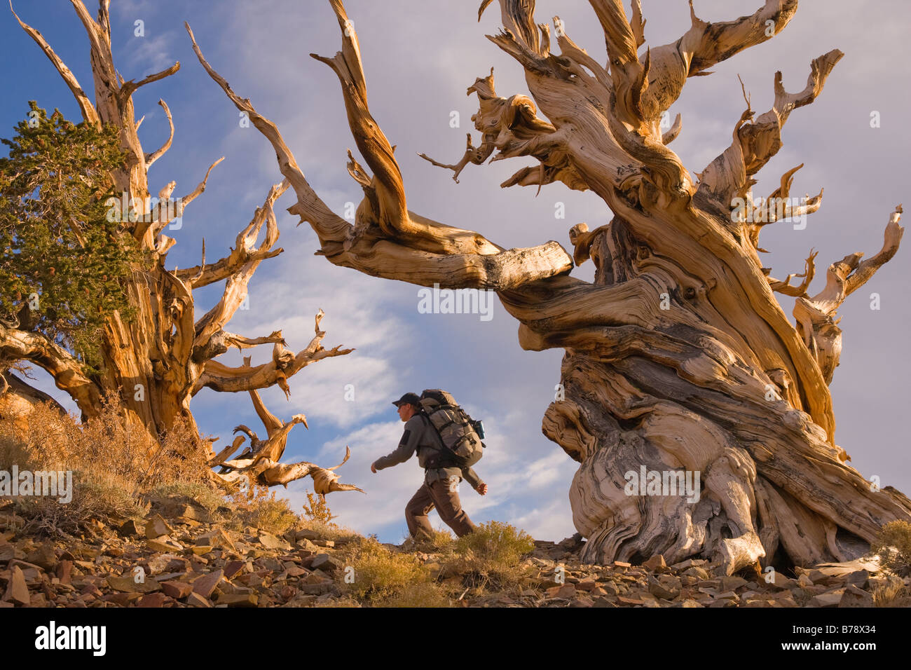 Un randonneur par un Bristlecone Pine Tree au coucher du soleil près de l'évêque en Californie Banque D'Images