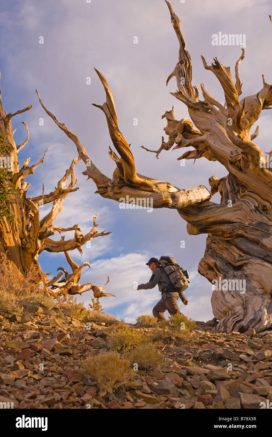 Un randonneur par un Bristlecone Pine Tree au coucher du soleil près de l'évêque en Californie Banque D'Images