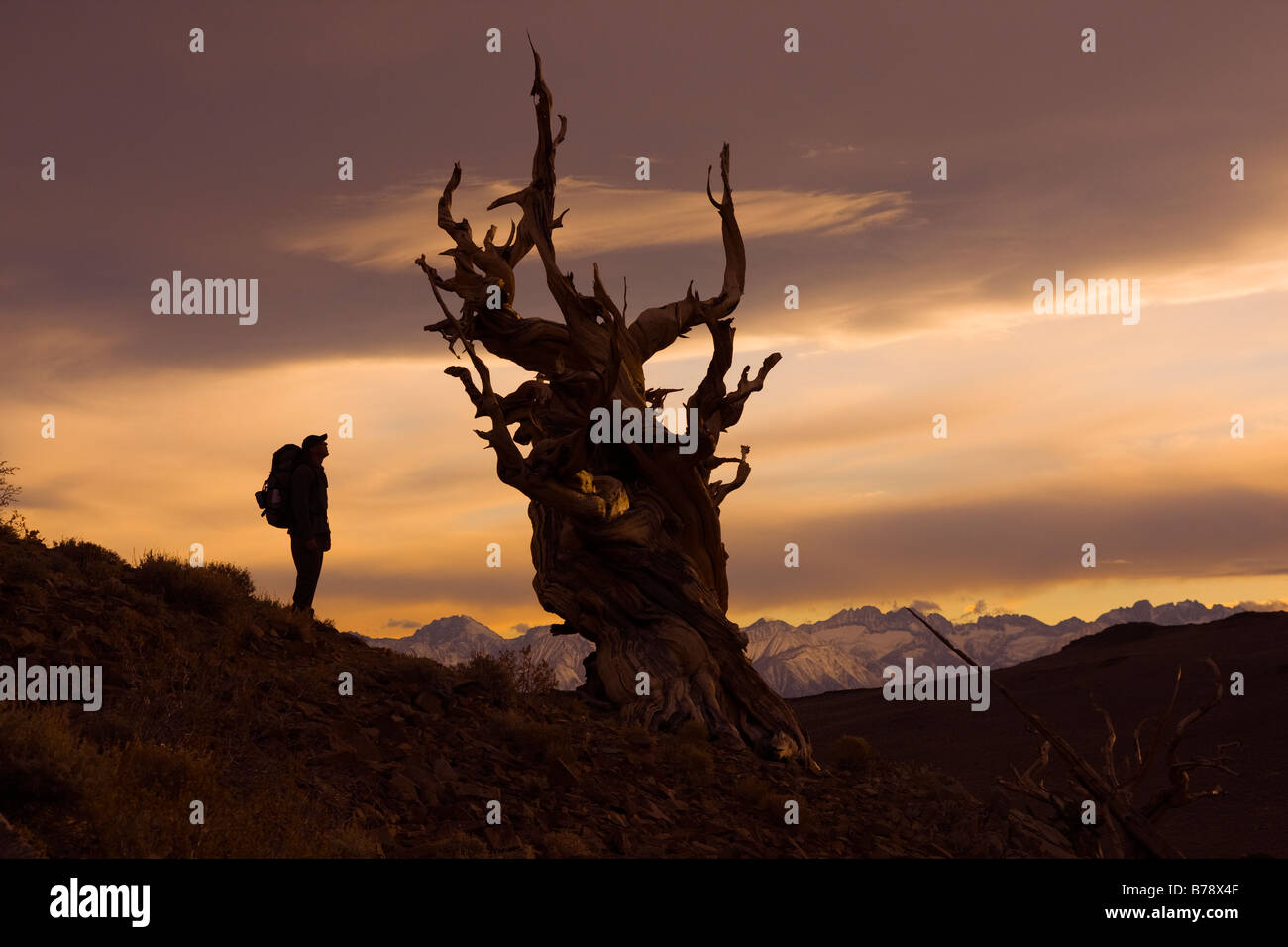 La silhouette d'un randonneur a Bristlecone Pine Tree au coucher du soleil près de l'évêque en Californie Banque D'Images