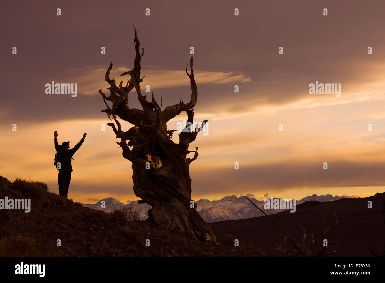 La silhouette d'un randonneur a Bristlecone Pine Tree au coucher du soleil près de l'évêque en Californie Banque D'Images